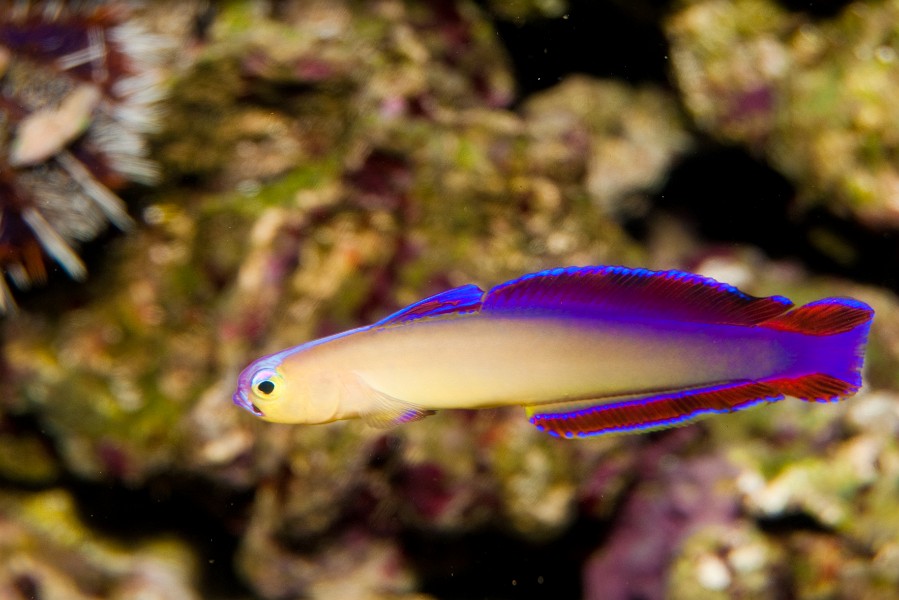 Purple Firefish (Nemateleotris decora)  in Aquarium